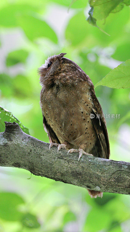 夜行鸟:成年白额镜鸮(Otus sagittatus)。